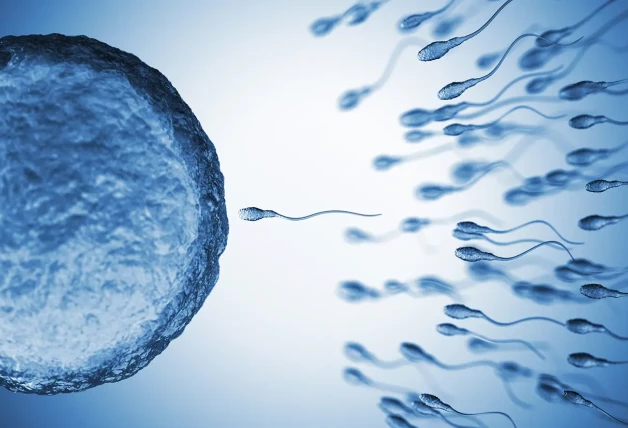 ovulo fecundado por espermatozoides