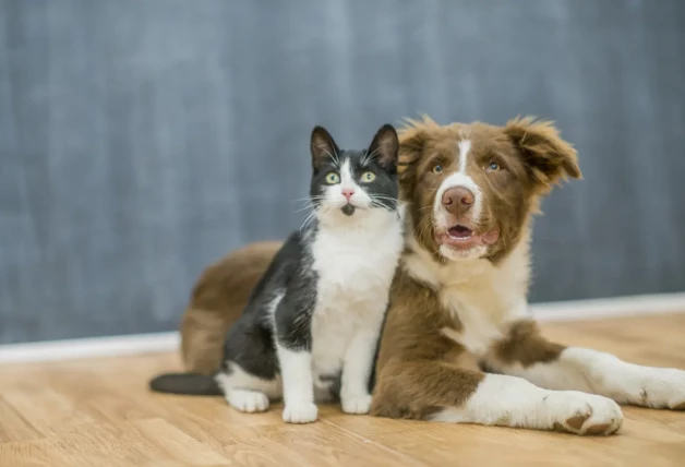 La personalidad de tu mascota según su signo del horóscopo