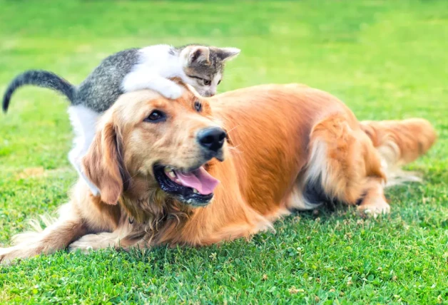 La personalidad de tu mascota según su signo del horóscopo