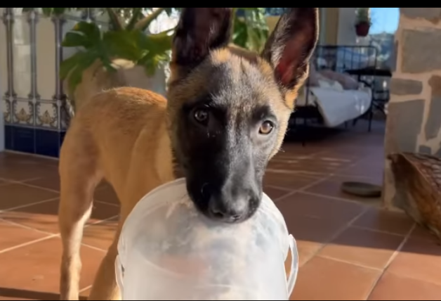 Perro Nacho Palau de cara