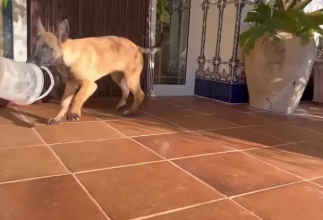 Perro Nacho Palau corriendo