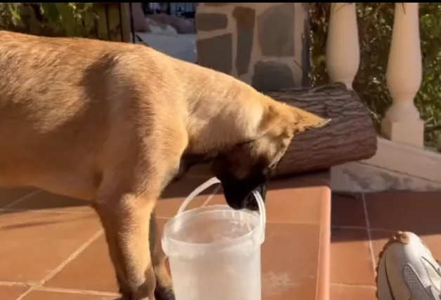 perro jugando con cubo