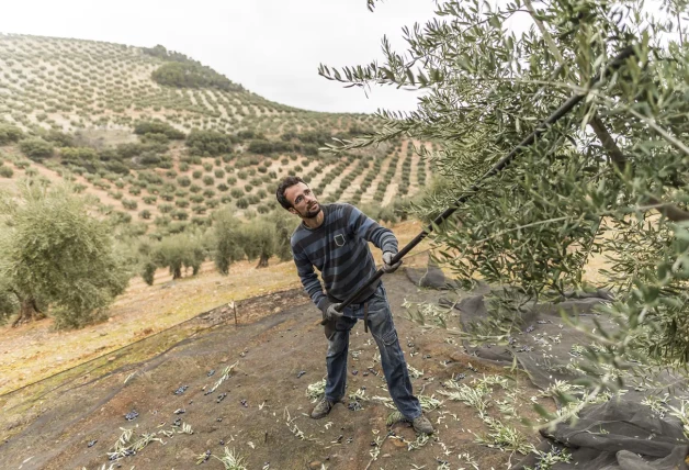 Agricultor vareando un olivo