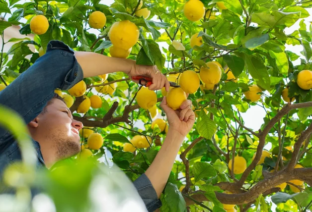 Agricultor recogiendo limones