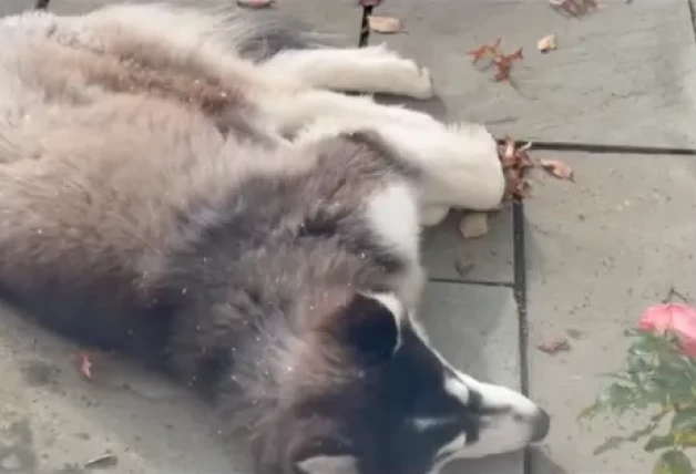 Alejandra Gere presume jardoín casa EEUU