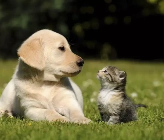 La personalidad de tu mascota según su signo del horóscopo