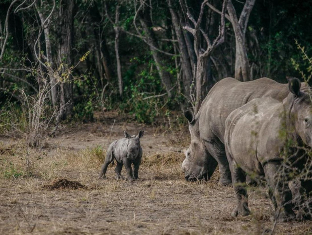 familia rinocerontes