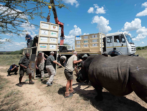 rinoceronte capturado