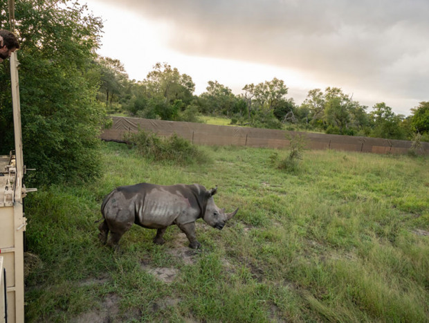 primer rinoceronte liberado
