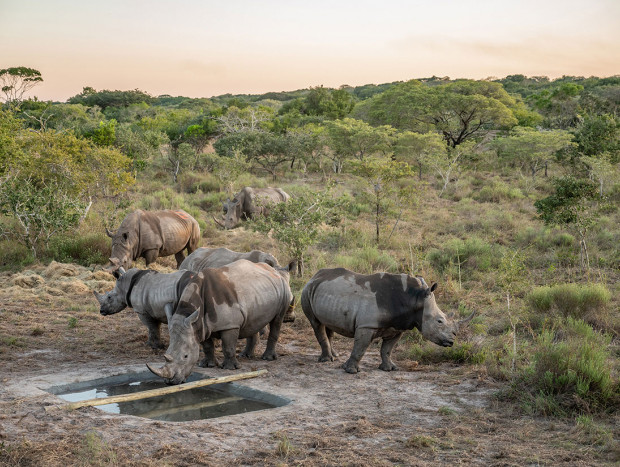 rinocerontes savana