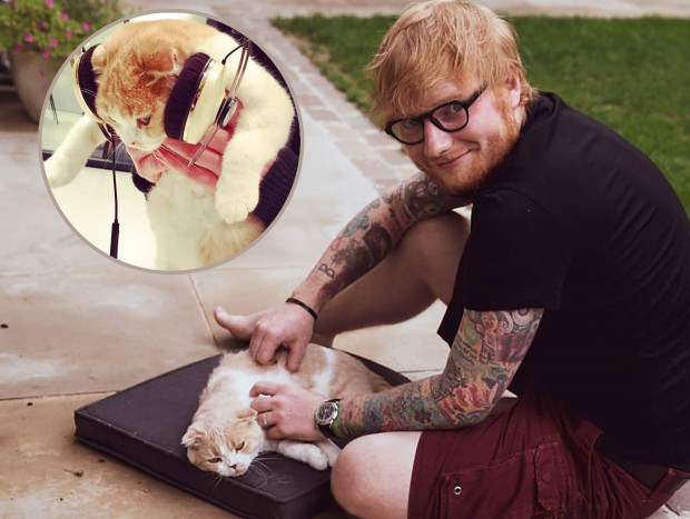 Ed Sheeran y sus gatos