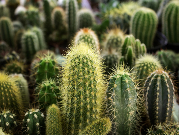 El exceso comercial y el cambio climático han hecho disminuir la población de cactus