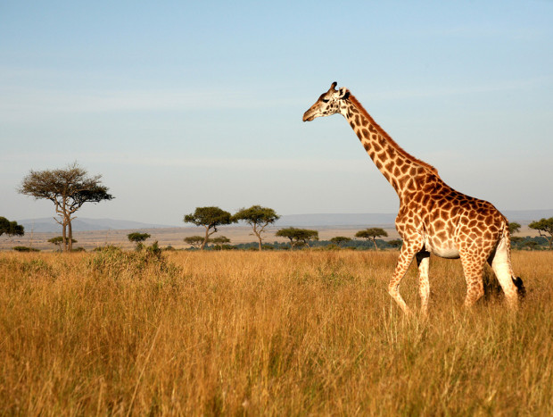La caza, en el caso de las jirafas, y la venta ilegal, en los loros, son las principales causas de que puedan extinguirse.