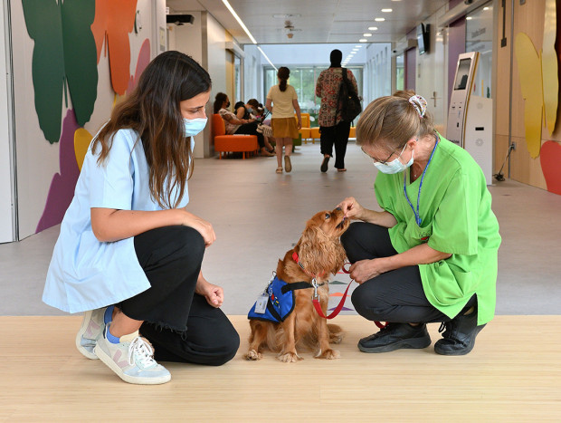 Perros unidad pediatrica