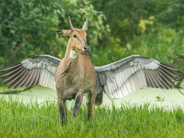 nilgó perseguida por una grulla sarus