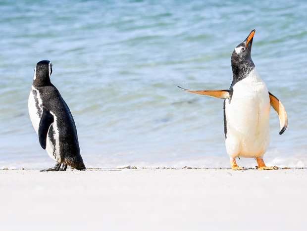 Pinguinos graciosos