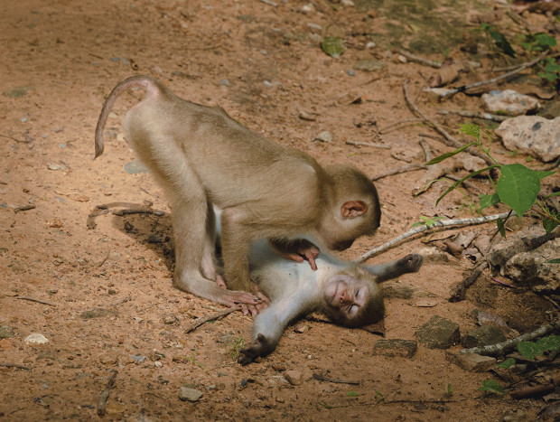 monos jugando