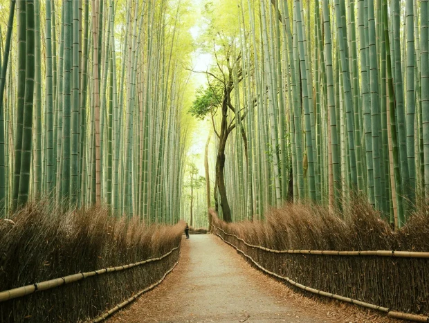 Bosque de bambú en Japón.