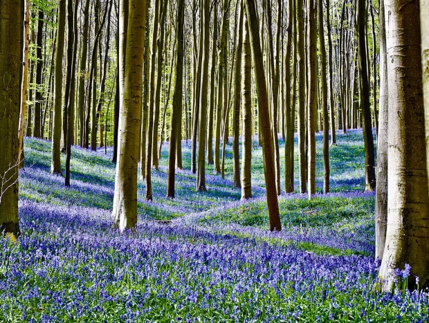 Bosque de Hallerbos en Bélgica.