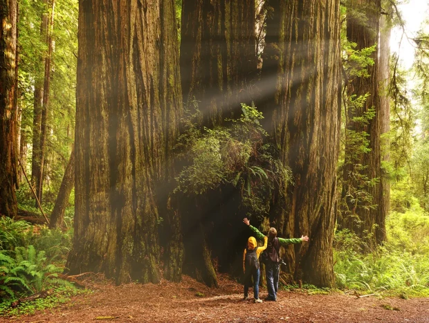 Giant Forest Estados Unidos