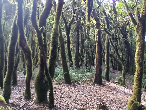 Bosque de Garajonay en las islas Canarias.