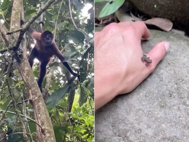 Animales que Lara Álvarez vio en Costa Rica