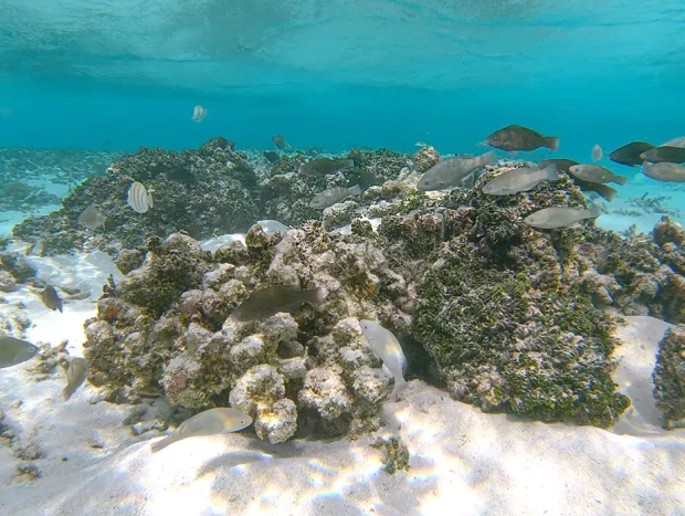 Corales muertos por el cambio climático.