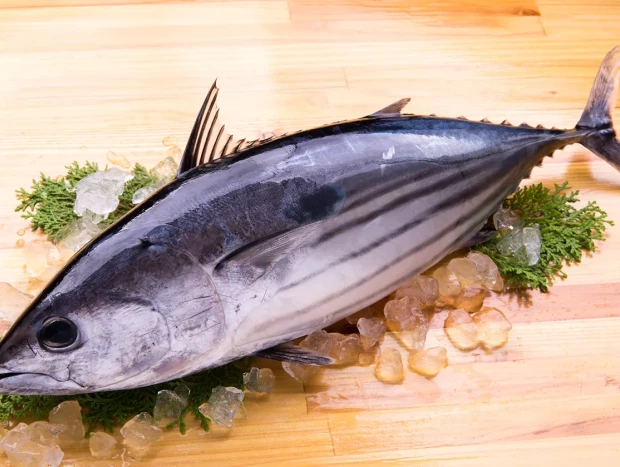 Bonito del norte