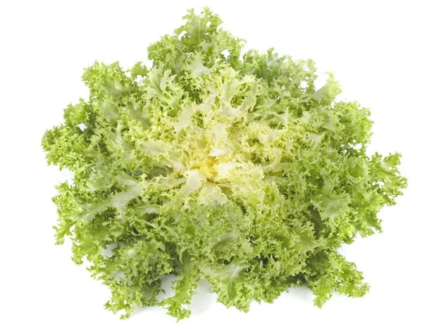Escarola