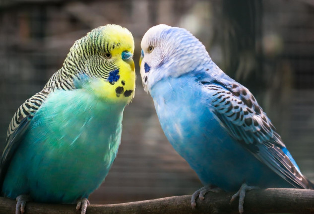 mascotas no podrás tener casa nueva ley