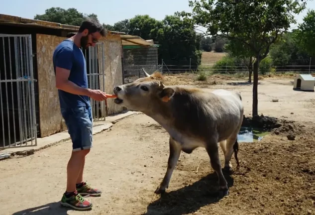 Dani Rovira alimentando a una vaca.