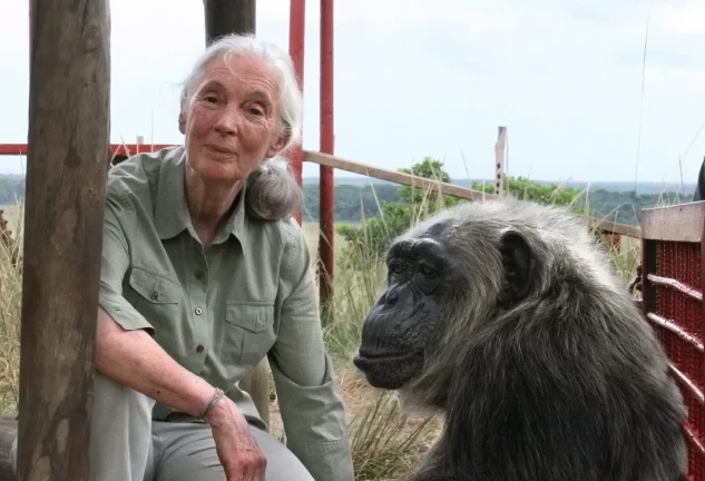 Jane Goodall ha dedicado su vida al estudio y la protección de los chimpancés.