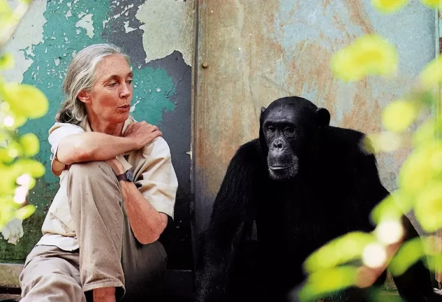 Jane Goodall Pronto 2