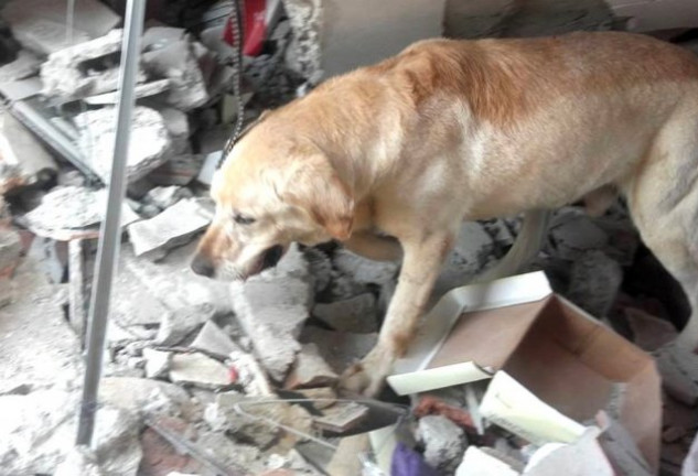 El animal llevaba tres años y medio con los bomberos ecuatorianos y había participado en diversas misiones de salvamento.