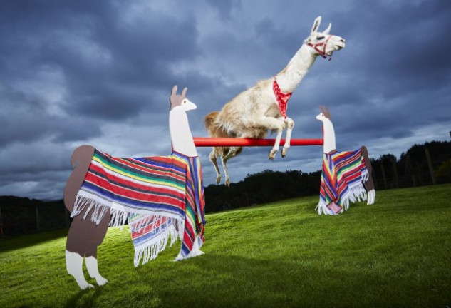 Caspa es una llama que da saltos de hasta 1,13 metros. ¡La altura de un niño de 4 años!