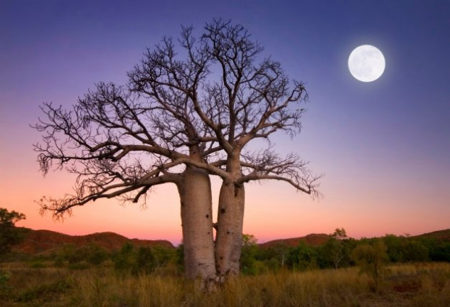 La deforestación y la tala indiscriminada están provocando la desaparición de los árboles más grandes y viejos del mundo, los baobabs.