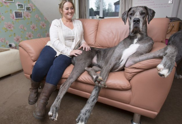 Este gran danés XXL ha entrado en el libro Guinness como el perro más grande del mundo.