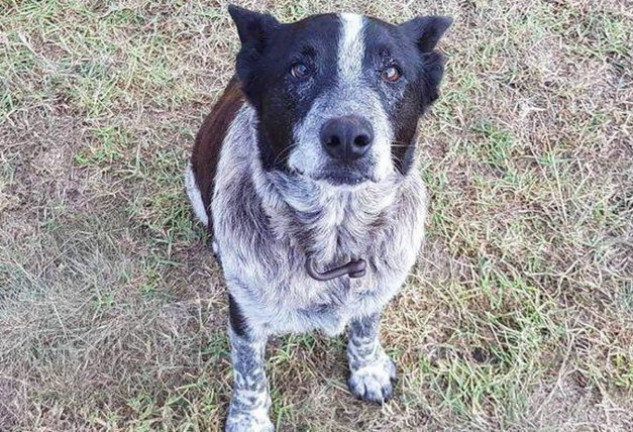 Max estuvo al lado de la pequeña toda la noche y guió a sus familiares hasta ella