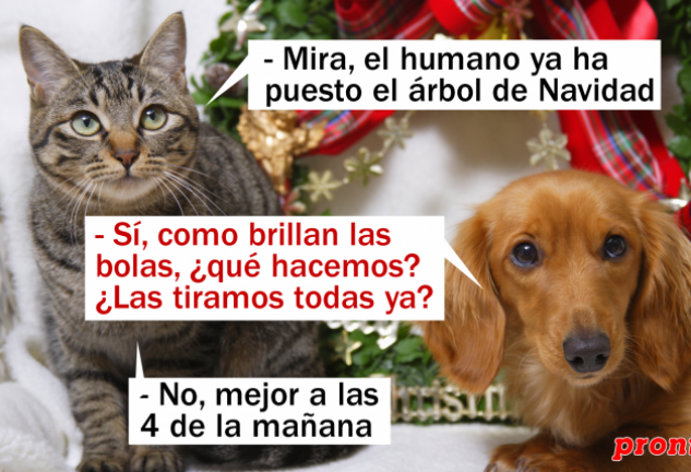 Las mascotas disfrutan muchísimo con los adornos navideños…