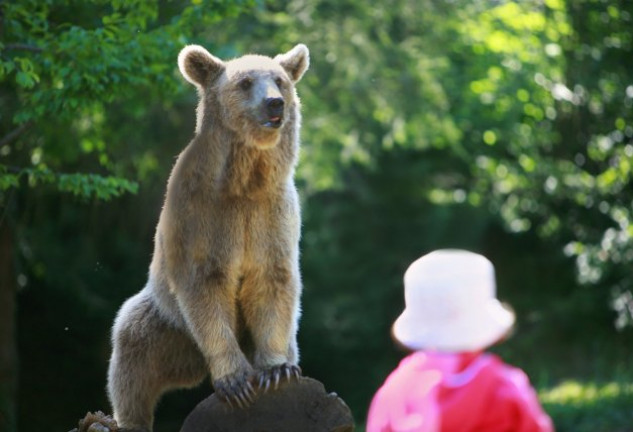 El pequeño se perdió en una zona en la que habitan muchos osos