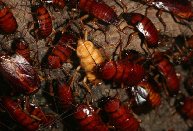 ¿Le pondrías a tu expareja el nombre de una cucaracha?