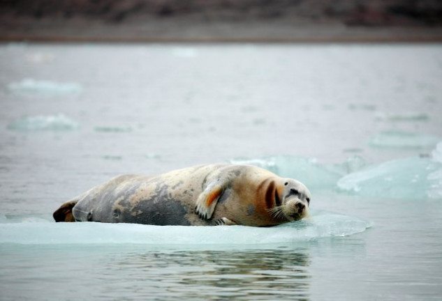 Un tercio de los mamíferos marinos corren peligro por el deshielo y la falta de alimento.