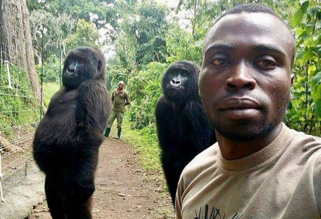 Mathieu Shamavu con los dos gorilas y su compañero Patrick.