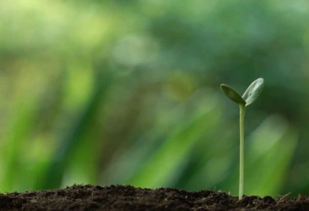 Un estudio indica que se podrían plantar hasta un millón de millones de árboles más.