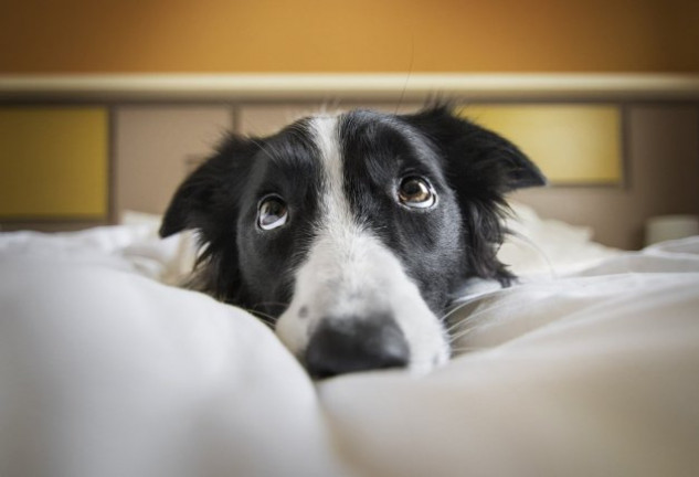 Una de las fotografías ganadoras del concurso del Club Kennel.