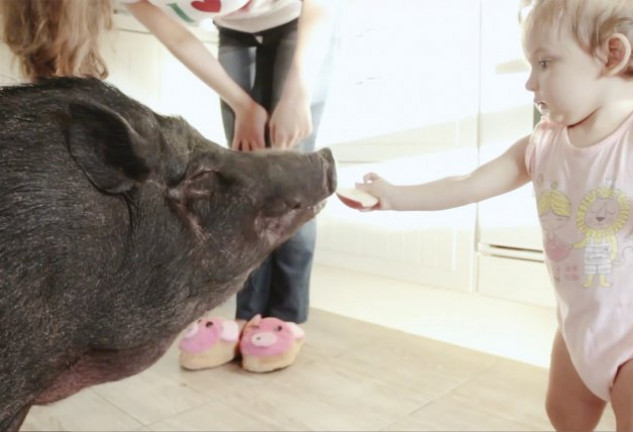 Todos en la casa están encantados con los cerditos como mascotas.