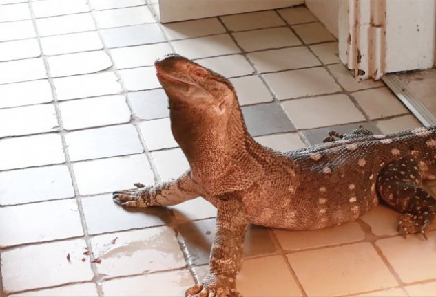 Tener al lagarto Moja de mascota no es tarea fácil, pero Jean es muy feliz con él.