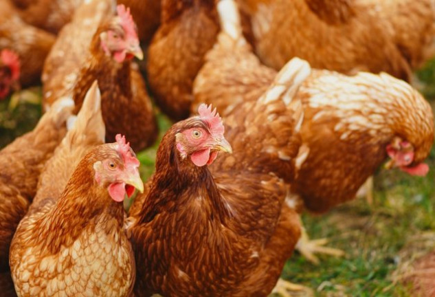 Las activistas sostienen que los huevos deben ser devueltos a las gallinas.