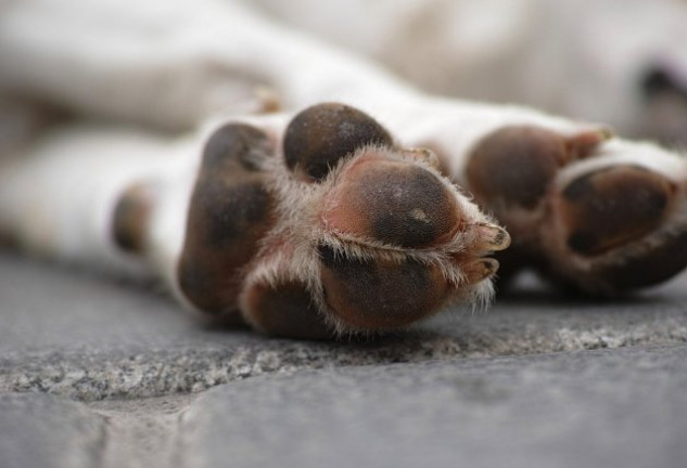 La madre de los cachorros no dejó de cavar hasta que salieron sanos y salvos.