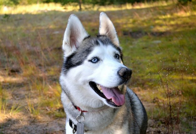 El husky siberiano ha animado a la niña a alzar la voz a pesar de su enfermedad.